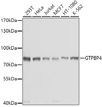 Western blot analysis of extracts of various cell lines using GTPBP4 Polyclonal Antibody at dilution of 1:1000.