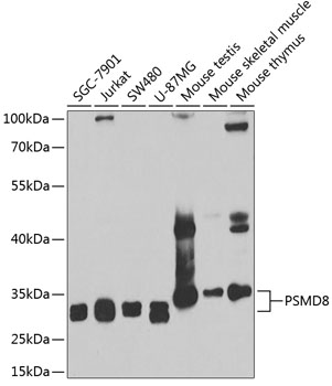 Western blot analysis of extracts of various cell lines using PSMD8 Polyclonal Antibody at 1:1000 dilution.