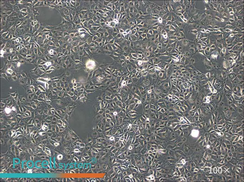 ST Cell Complete MediumST Cell Complete Medium - 3