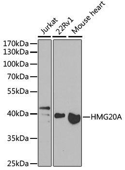 Western blot analysis of extracts of various cell lines using HMG20A Polyclonal Antibody at 1:1000 dilution.