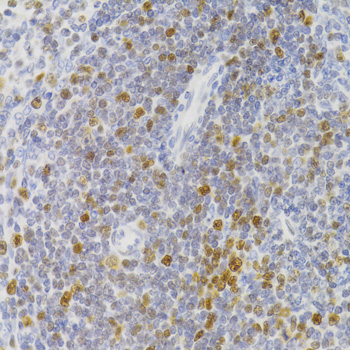 Immunohistochemistry of paraffin-embedded Rat spleen using NASP Polyclonal Antibody at dilution of 1:100 (40x lens).