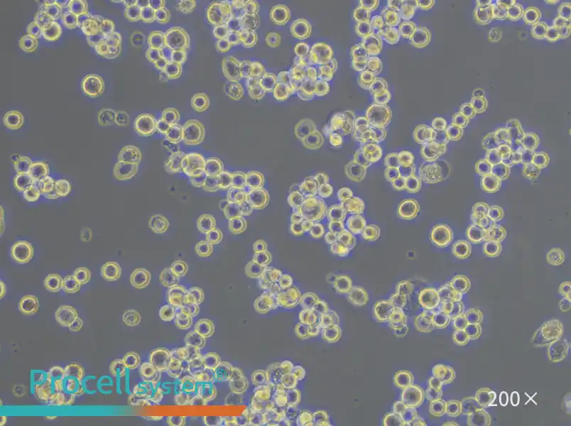 MDA-MB-453 (DMEM) Cell Complete Medium - 4