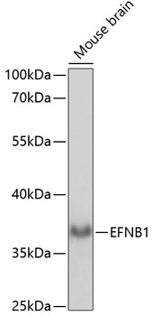 Western blot analysis of extracts of Mouse brain using EFNB1 Polyclonal Antibody at dilution of 1:1000.