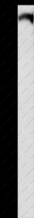 DAAM1 Polyclonal Antibody - 1