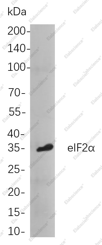 Recombinant eIF2α Monoclonal Antibody - 1