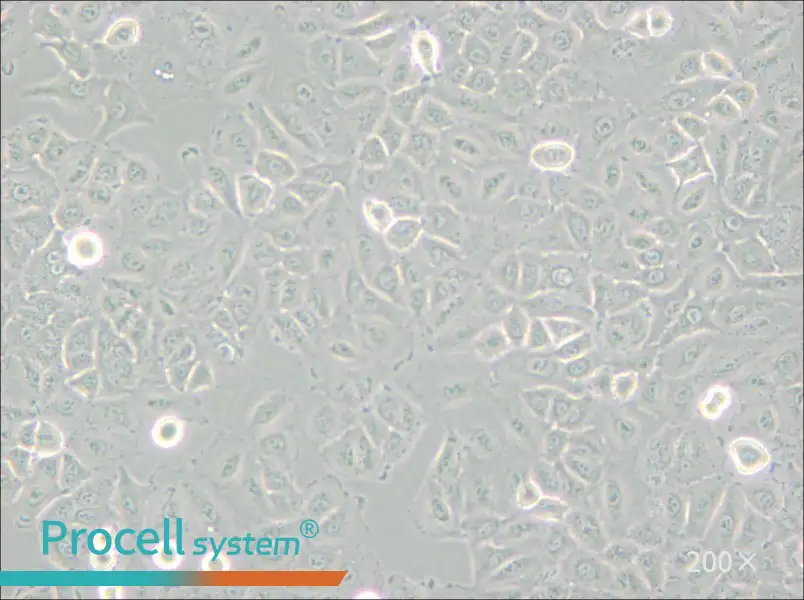 A549 [A-549] Cell Complete Medium - small - 5