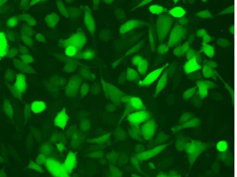 PC-3-LUC-EGFP Cell Complete Medium - 3