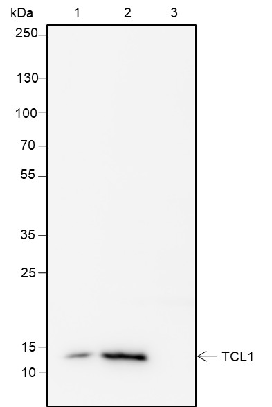 Recombinant TCL1 Monoclonal Antibody - small - 8