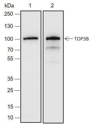 Recombinant TOP3B Monoclonal Antibody-searchlist-1
