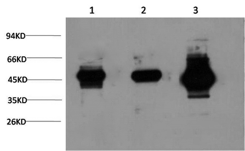 Western Blot analysis of 1) Hela, 2) 3T3, 3) Rat brain using GSK3 beta Monoclonal Antibody at dilution of 1:1000.