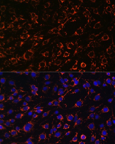 Immunofluorescence analysis of C6 cells using TOM20 Polyclonal Antibody at dilution of  1:100. Blue: DAPI for nuclear staining.