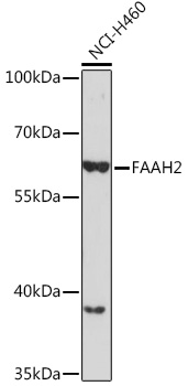 Western blot analysis of extracts of NCI-H460 cells using FAAH2 Polyclonal Antibody at1:1000 dilution.