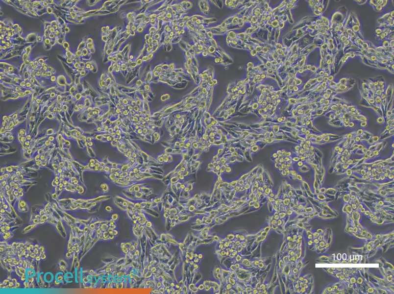 MLTC-1 Cell Complete Medium - 3