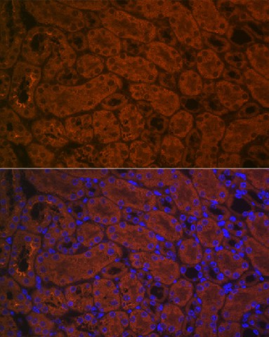 Immunofluorescence analysis of mouse kidney using ACE2 Polyclonal Antibody at dilution of 1:100 (40x lens). Blue: DAPI for nuclear staining.