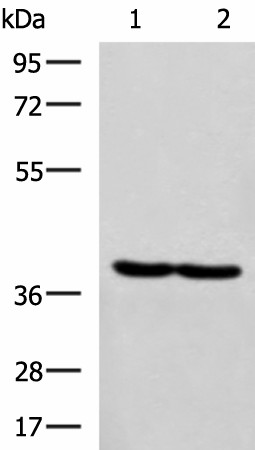 Western blot analysis of Hela and MCF7 cell lysates  using RBM4 Polyclonal Antibody at dilution of 1:750