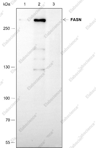 Recombinant FASN Monoclonal Antibody - 7