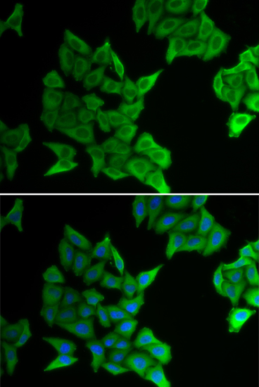 Immunofluorescence analysis of HeLa cells using GJA5 Polyclonal Antibody