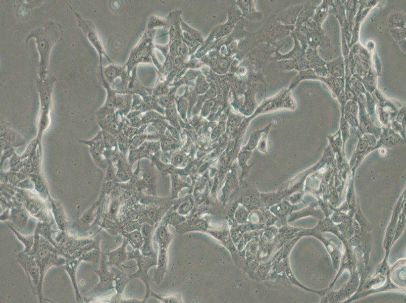 HCC70 Cell Complete Medium - 5