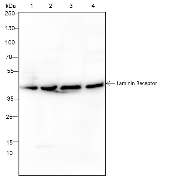 Recombinant Laminin Receptor Monoclonal Antibody-searchlist-1