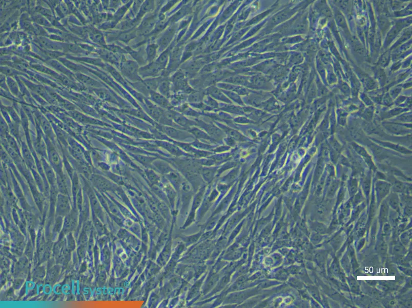 Mouse Pancreatic Stellate (Primary cell immortalization) Cell Complete MediumMouse Pancreatic Stellate (Primary cell immortalization) Cell Complete Medium - 6