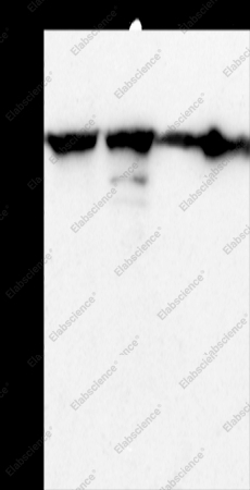 HSP90B1 Polyclonal Antibody - 1