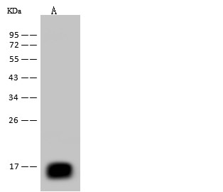 Recombinant REG3B Monoclonal Antibody-searchlist-1