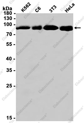 Recombinant Cullin 2 Monoclonal Antibody - 1
