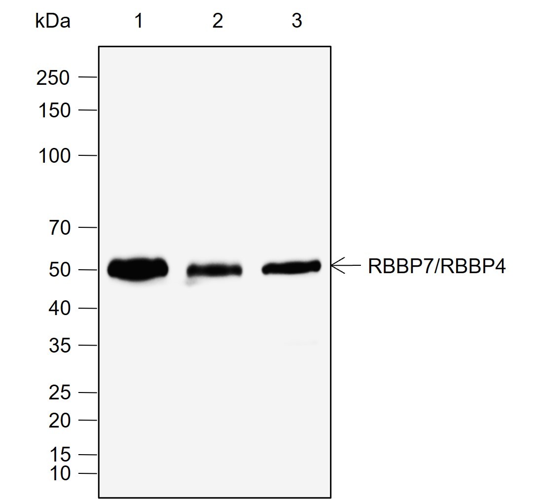 Recombinant RBBP7/RBBP4 Monoclonal Antibody-searchlist-1