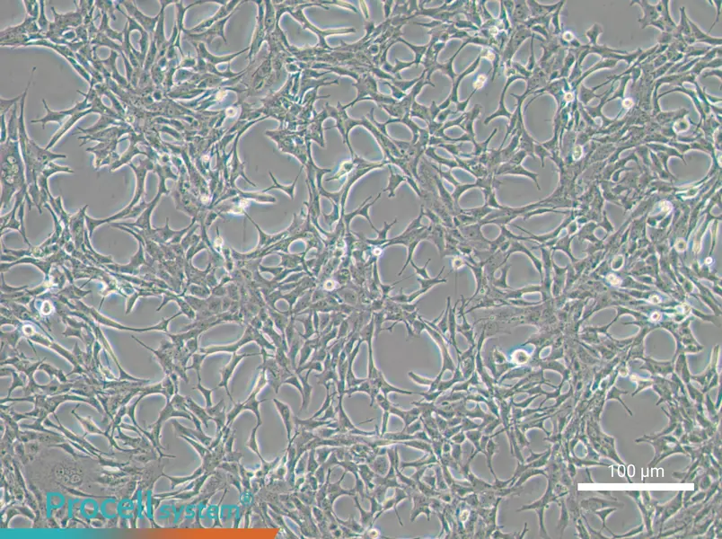 C8-D1A Cell Complete Medium - 1