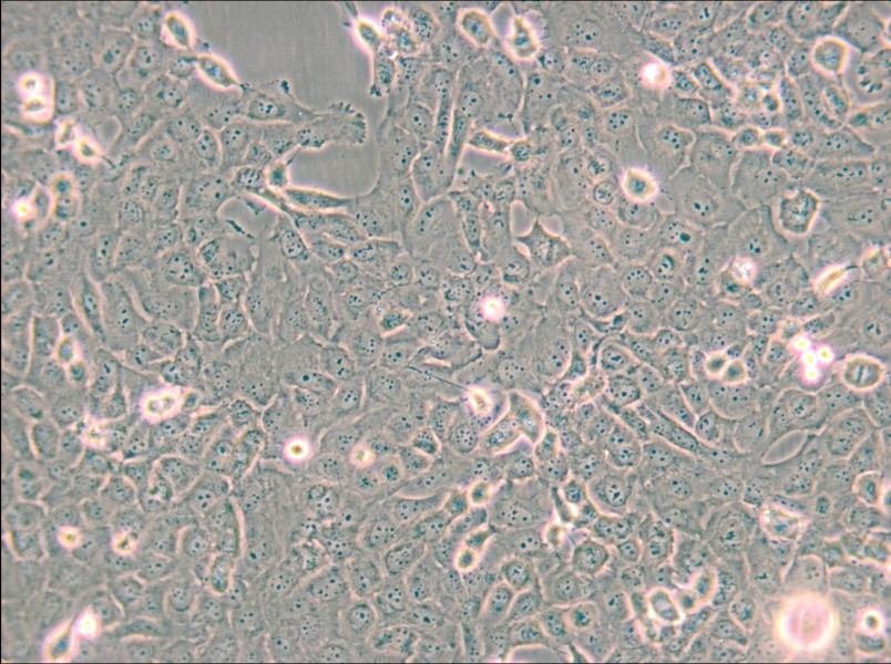 B-CPAP [BC-PAP; BCPAP] Cell Complete Medium - small - 6