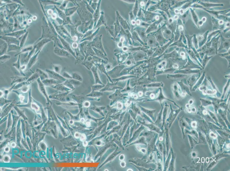 SK-MEL-5 Cell Complete Medium - small - 4