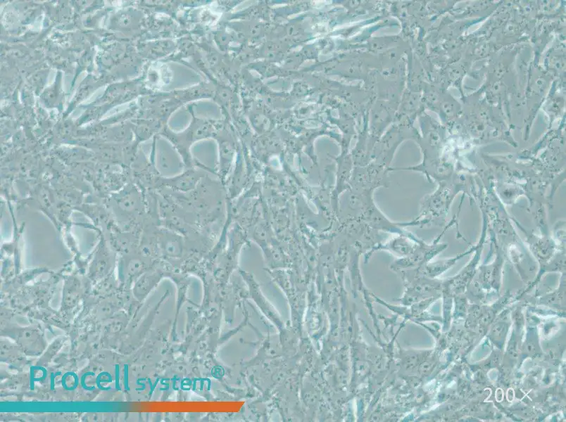 MOG-G-UVW Cell Complete Medium - 5