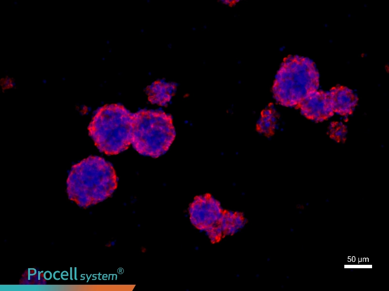 Mouse Neural Stem Cell Complete Medium - 1