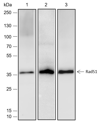 Recombinant Rad51 Monoclonal Antibody - small - 1