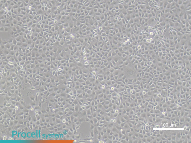 RK 13 Cell Complete MediumRK 13 Cell Complete Medium - 3