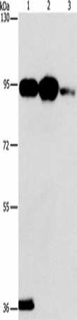 Western Blot analysis of Mouse stomach tissue, 293T and Jurkat cell using PLA2G4B Polyclonal Antibody at dilution of 1:1400