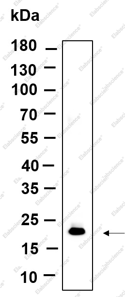 Recombinant Histone H3 (Di Methyl Lys79) Monoclonal Antibody - 1