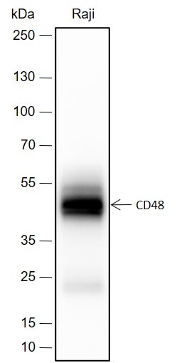 Recombinant CD48 Monoclonal Antibody-searchlist-1