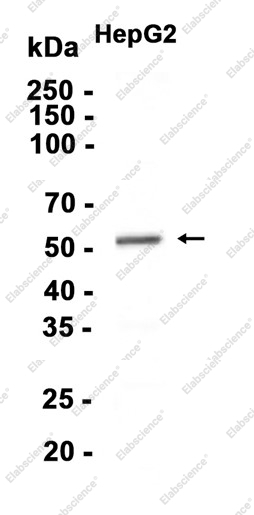 Recombinant CaMKII Monoclonal Antibody - 1