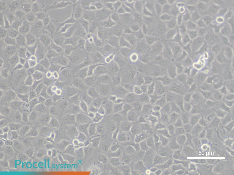 RK 13 Cell Complete MediumRK 13 Cell Complete Medium - 6