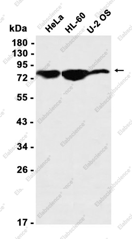 Recombinant RAP80 Monoclonal Antibody - 1