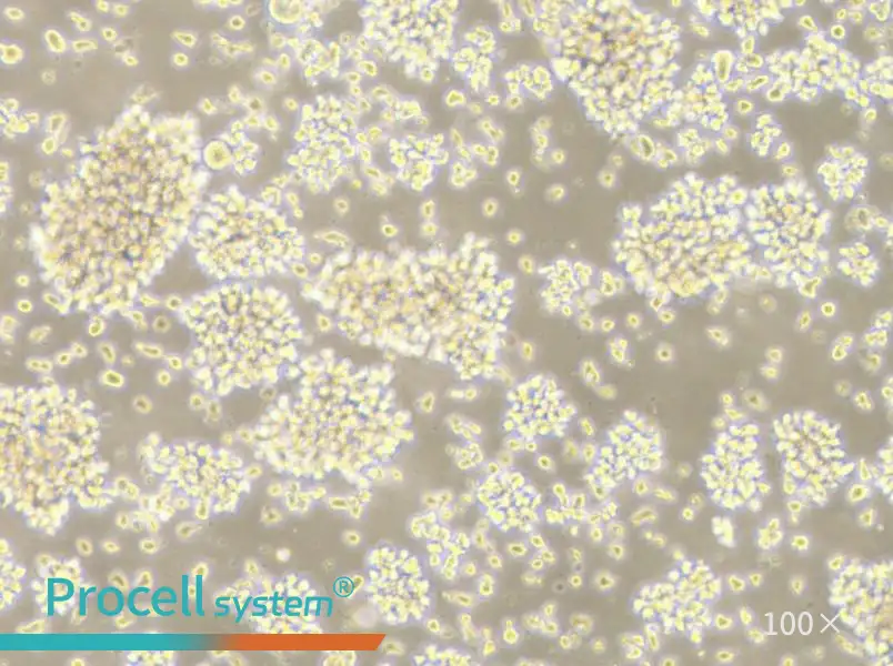 LCL 721.221 Cell Complete Medium - 2