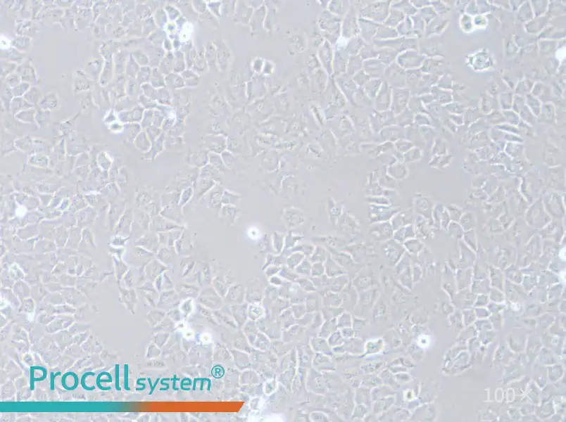 HCC-44 Cell Complete Medium - 1