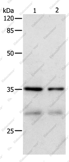 CDK4 Polyclonal Antibody - 1