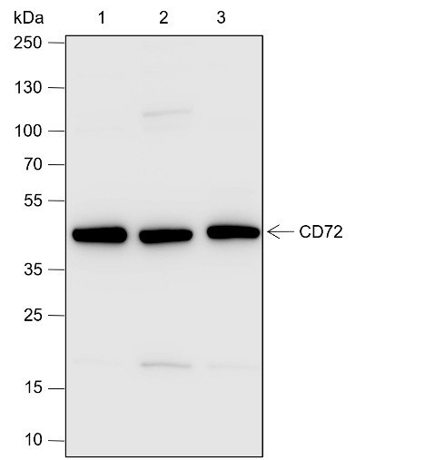 Recombinant CD72 Monoclonal Antibody-searchlist-1