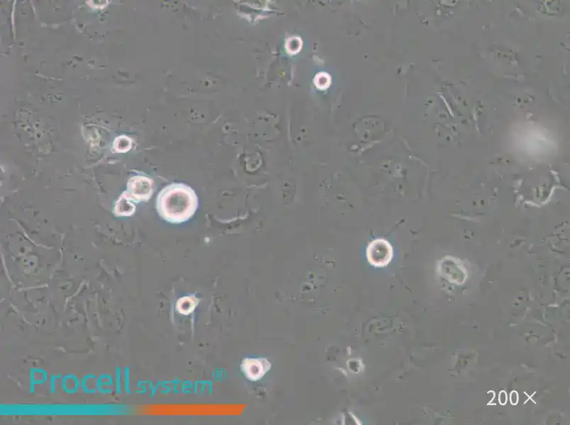 SCC-4 Cell Complete Medium - 6