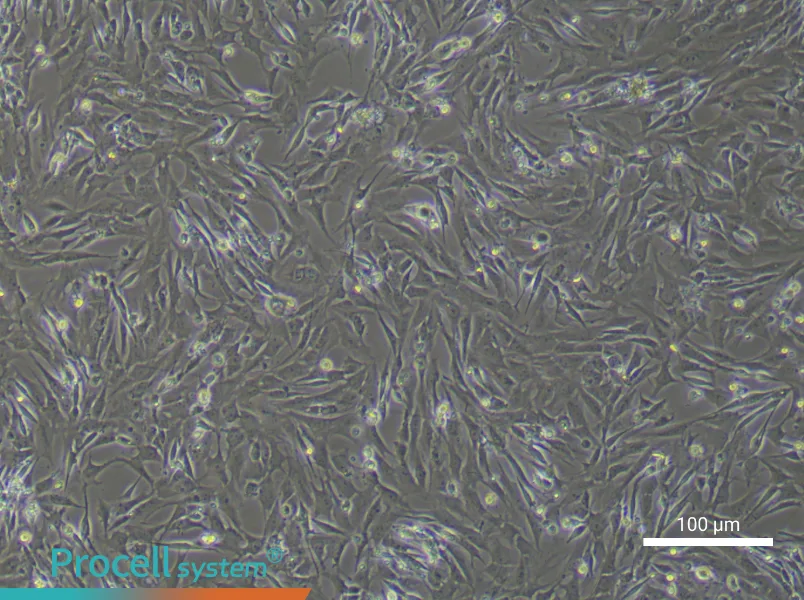 Rat Gingival Fibroblasts - 1