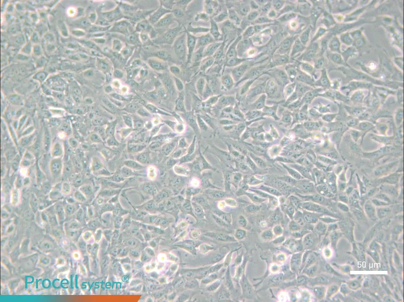 SV40 MES 13 Cell Complete Medium - small - 4