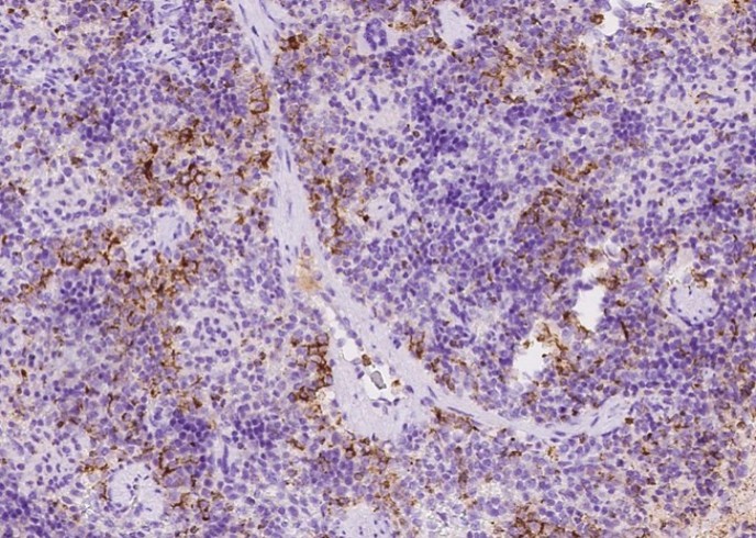 Recombinant CD8a/Lyt2 Monoclonal Antibody - small - 2