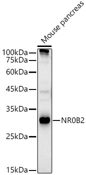 Western blot analysis of extracts of Mouse pancreas using SHP/NR0B2 Polyclonal Antibody at 1:500 dilution.